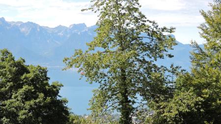 A vendre 1807 Blonay Maison 7 pièce(s)